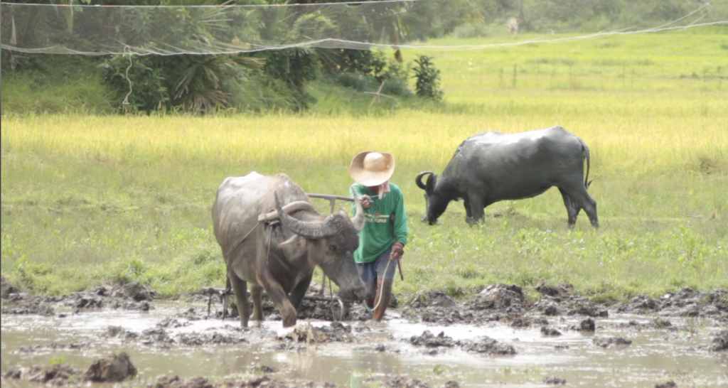 POE ASKS MALACAÑANG TO HEAR OUT RICE FARMERS, HOG RAISERS